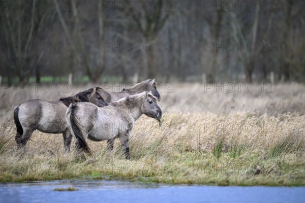 Konik's wild horses stand near a watercourse surrounded by winter grasses, Dümmer nature park Park, Lower Saxony, Germany
