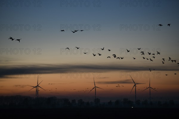 Silhouettes of wind turbines and birds against an evening sky, Dümmer nature park Park, Lower Saxony, Germany