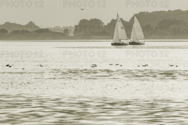 Two wooden sailboats P-boats 15qm dinghy cruisers on the quiet Dümmer See in a black and white landscape with birds, Dümmer nature park Park, Lower Saxony, Germany