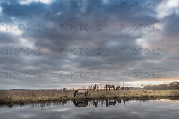 Konik horses graze near a moat under a cloudy sky, Dümmer nature park Park, Lower Saxony, Germany
