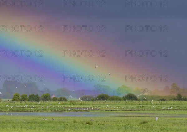 A glowing rainbow stretches across a vast green meadow landscape, Dümmer nature park Park, Lower Saxony, Germany