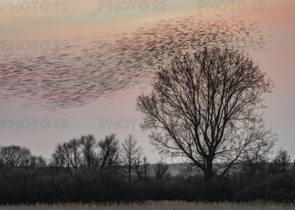 A large flock of starlings (Sturnus vulgaris) flies over a silhouette of trees in the colourful sunset sky, Dümmer nature park Park, Lower Saxony, Germany