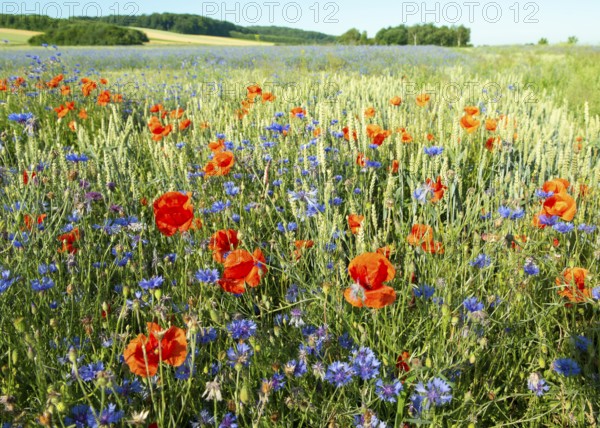 Colourful flower meadow with red poppy flowers (Papaver rhoeas) and blue cornflowers (Centaurea cyanus) in a cereal field under a clear summer sky, Stemweder Berg, Dümmer nature park Park, Lower Saxony, Germany