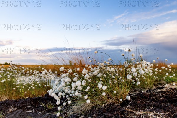 White cotton grass (Eriophorum angustifolium) fruits glowing under a blue sky on a vast moor, Rhedener Geestmoor, Dümmer nature park Park, Lower Saxony, Germany