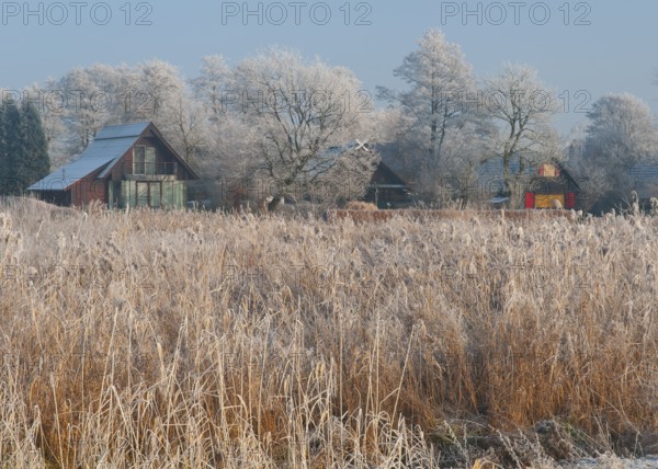 Frost-covered landscape with weekend houses and reeds under blue winter skies, Dümmer nature park Park, Lembruch, Lower Saxony, Germany