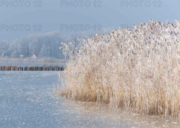 Frozen reeds on a body of water with frosty blue background at Dümmer See, Dümmer nature park Park, Lembruch, Lower Saxony, Germany
