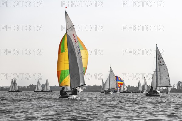 Colourful sailboats in a wooden boat regatta on Lake Dümmer in grey skies, in the foreground a historic Z-dinghy from Fricke-Dannhus with colorful spinnaker, Dümmer nature park Park, Lembruch, Lower Saxony, Germany