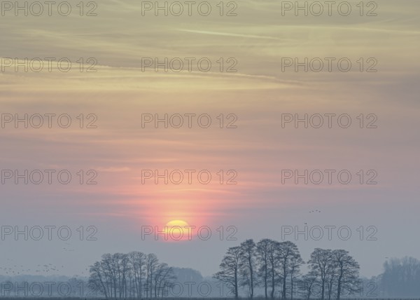Sunset with trees as silhouettes and colorful sky, Dümmer nature park Park, Lower Saxony, Germany
