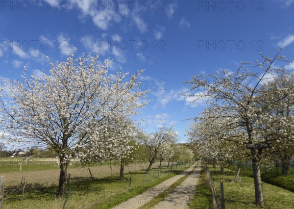 A path leads through an avenue full of blooming cherry trees under a clear sky, Billeniederung, Hamburg