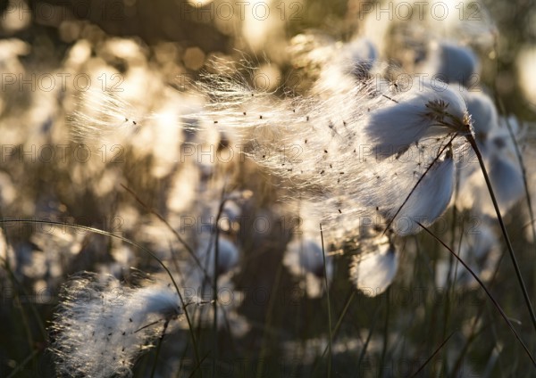 Haaksbergen, Overijssel, Netherlands, Delicate fruiting Common cottongrass (Eriophorum angustifolium) backlit by the sun, soft and dreamy feeling