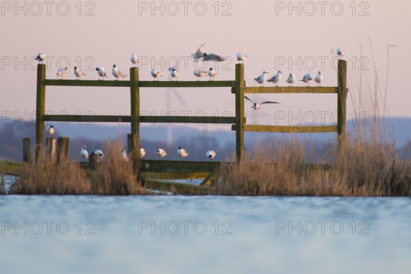 Black-headed gulls (Larus ridibundus) sitting on poles on the water under a pink sky, gentle morning mood at Lake Dümmer, Dümmer nature park Park, Lembruch, Lower Saxony, Germany