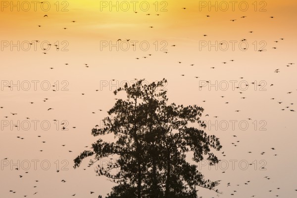 A flock of starlings (Sturnus vulgaris) sits on a tree silhouette in front of a bright sunset with warm colours in the sky surrounded by flying birds, Dümmer nature park Park, Lower Saxony, Germany