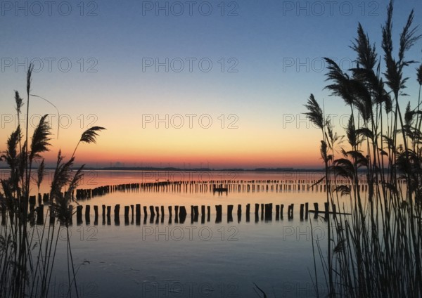 Dümmer See, Lembruch, Lower Saxony, Germany, atmospheric water landscape at sunset with reeds in the foreground