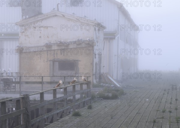 Old, weathered building on the pier with numerous kittiwakes (Rissa tridactyla) in monochrome style, Vardø, Finnmark, Norway