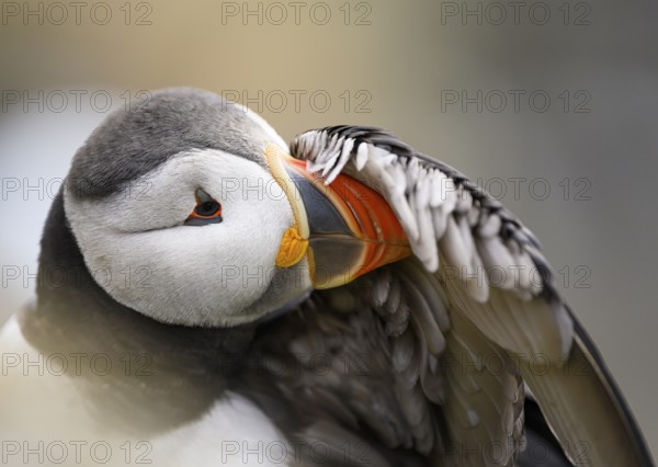 Puffin (Fratercula arctica) close-up with grey and orange details, soft atmosphere, Hornøya, Vardø, Finnmark, Norway
