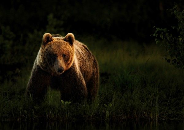 A brown bear (Ursos arctos) in a dark forest under night light, Karelia, Finland