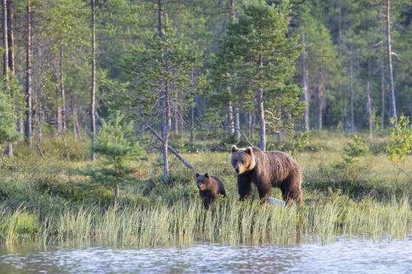 Mother brown bear (Ursos arctos) with cub on the bank of a water body in a natural forest environment, Karelia, Finland