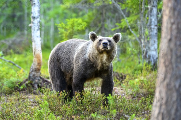Brown bear (Ursos arctos) in the forest, surrounded by green vegetation, in a natural environment, Karelia, Finland