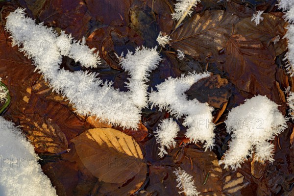 Ilsenburg, Saxony-Anhalt, Germany, close-up of frozen leaves in winter covered with a layer of snow and ice on the Ilse river in the Harz National Park on the Heinrich-Heine trail Ilsetal hiking trail