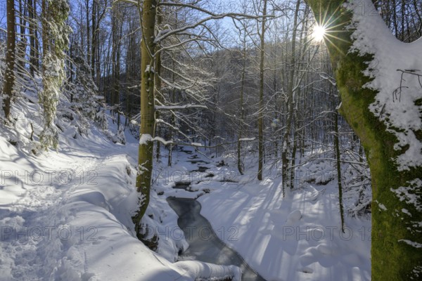 Ilsenburg, Saxony-Anhalt, Germany, A sunny winter day in the forest with snow-covered trees and a trail along the Ilse River in the Harz National Park on the Heinrich-Heine trail Ilsetal hiking trail