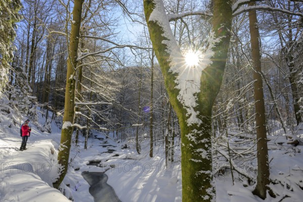 Ilsenburg, Saxony-Anhalt, Germany, A sunny winter day in the forest with snow-covered trees and a hiker on the trail along the Ilse River in the Harz National Park on the Heinrich-Heine Weg Ilsetal hiking trail