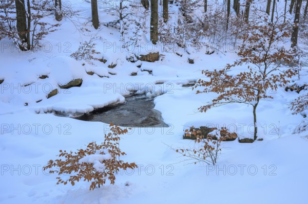 Ilsenburg, Saxony-Anhalt, Germany, Snowy winter landscape with young river Ilse in the Harz National Park on the Heinrich Heine Weg hiking trail Ilsetal and beech trees (Fagus syvatica)