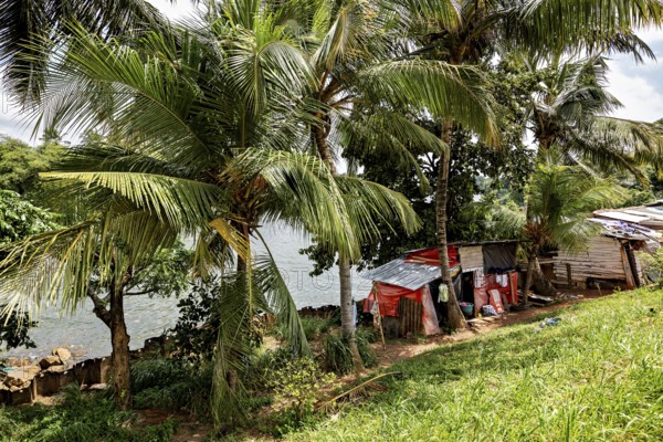 Small riverbank huts surrounded by palm trees and lush greenery in a tropical landscape, poverty huts under palm trees in Colombo Sri Lanka