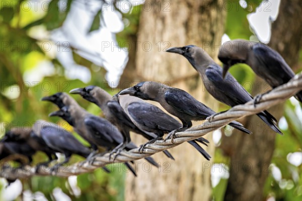 Several crows sitting on a branch between green trees, the atmosphere is lively and natural, The Shining Crow in Colombo Sri Lanka (Corvus splendens)