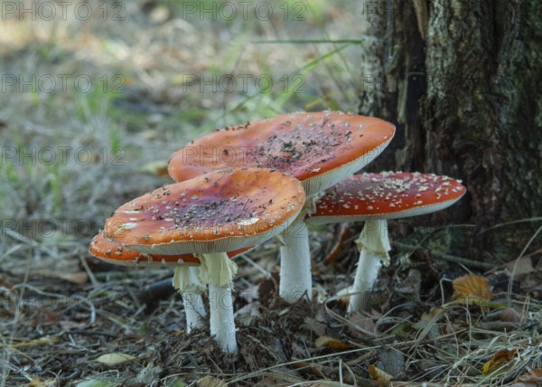 Vivid red fly agaric (Amanita muscaria) with white dots growing on a tree stump in the forest, North Rhine-Westphalia, Germany