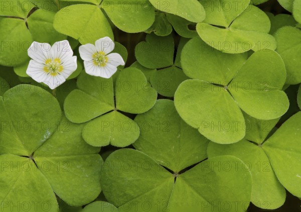Dense arrangement of green clover leaves Wood sorrel (Oxalis acetosella) with small white flowers amidst fresh greenery, Teutoburg Forest, Lower Saxony, Germany