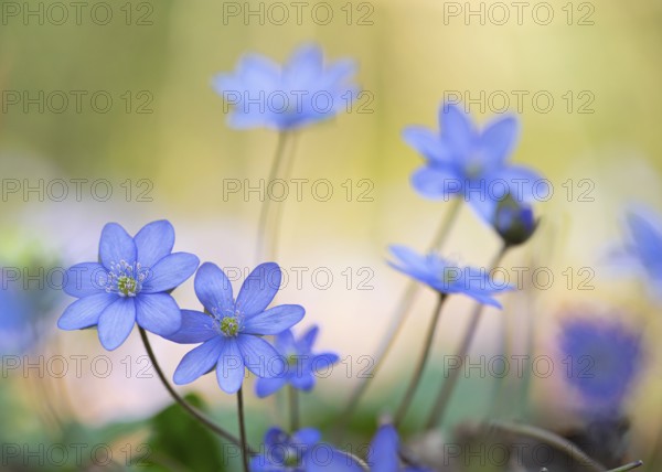 Close-up view of delicate blue liverworts (Hepatica nobilis) shining in the spring light, Jakobsberg, Steinhagen, North Rhine-Westphalia, Germany