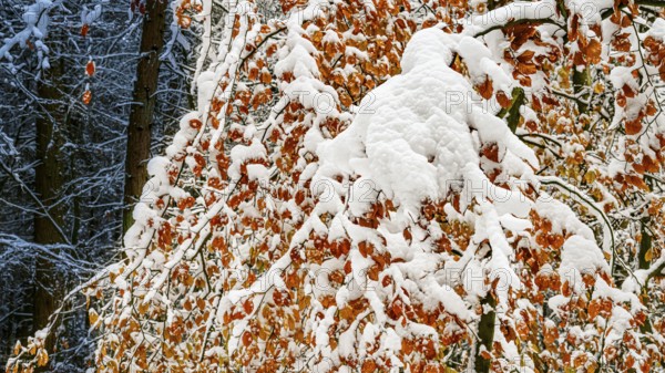 Hankenberge, Hilter am Teutoburger Wald, Lower Saxony, Germany, Snow-covered trees European beech (Fagus sylvatica) with red-orange foliage in a wintry environment