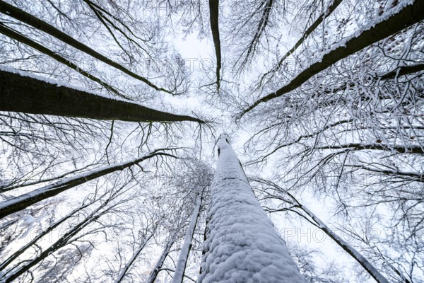 Hilter am Teutoburger Wald, Lower Saxony, Germany, Snowy treetops from a frog's eye view with a view of the sky