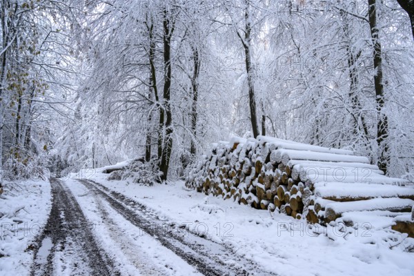 Hilter am Teutoburger Wald, Lower Saxony, Germany, Snowy path with stacked logs in a quiet winter forest