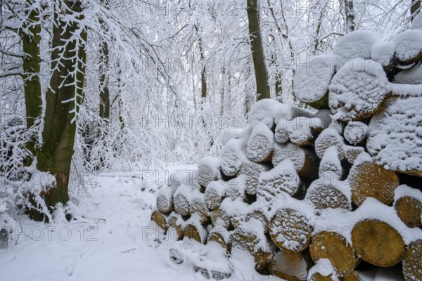 Hilter am Teutoburg Forest, Lower Saxony, Germany, snowy woodpile and trees in a wintery forest backdrop