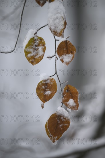 Snow-covered brown beech leaves (Fagus syvatica) on a branch in a wintry environment, Teutoburg Forest, Lower Saxony, Germany