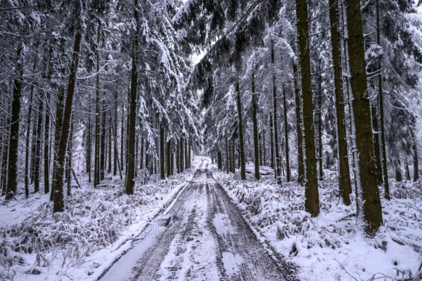 Hankenberge, Hilter am Teutoburger Wald, Lower Saxony, Germany, snowy forest trail surrounded by tall fir trees, in winter silence