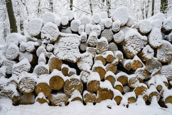 Hilter am Teutoburg Forest, Lower Saxony, Germany, Snow-covered pile of wood in the forest during winter rest