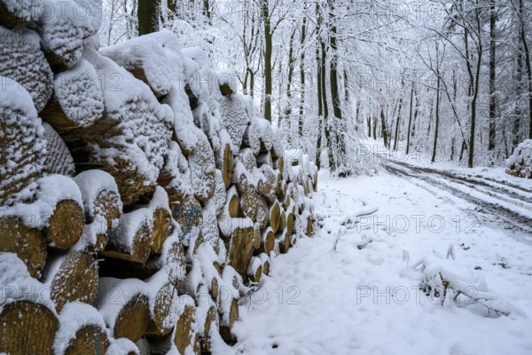 Hilter am Teutoburg Forest, Lower Saxony, Germany, Snow-covered pile of wood along a forest trail in a wintry landscape