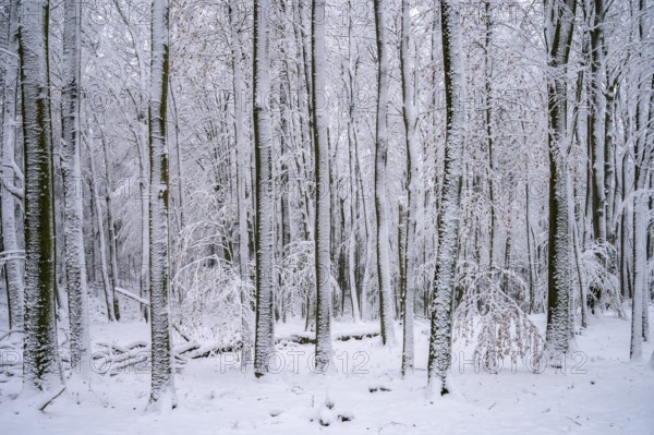 Snowy forest with tall, slender trees, quiet winter atmosphere, Teutoburg Forest, Lower Saxony, Germany