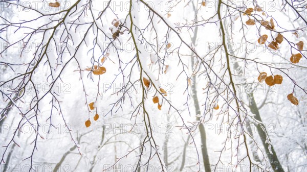 Snow-covered branches with few remaining leaves of a copper beech (Fagus sylvatica) in a bright winter landscape, Teutoburg Forest, Lower Saxony, Germany