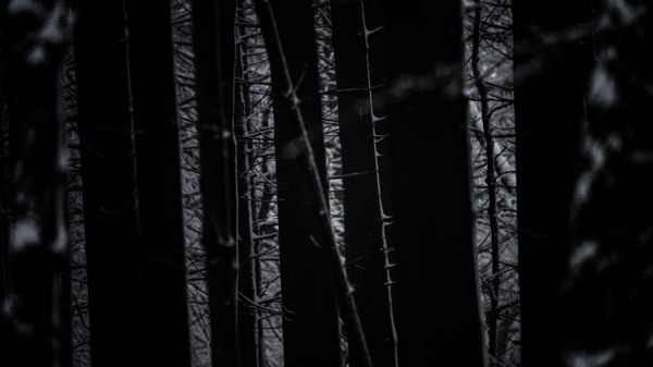 Dark forest forest with silhouettes of conifers and a mysterious light show, Teutoburg Forest, Lower Saxony, Germany