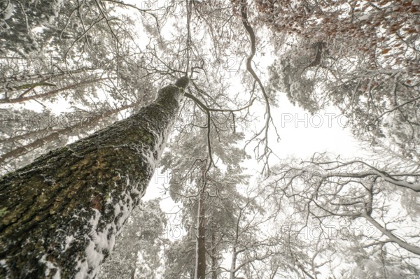 Looking up through snow-covered forest with tall trees and white branches, Teutoburg Forest, Lower Saxony, Germany