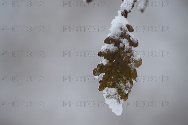 An oak leaf (Quercus robur) covered with snow in a quiet winter landscape, Teutoburg Forest, Lower Saxony, Germany