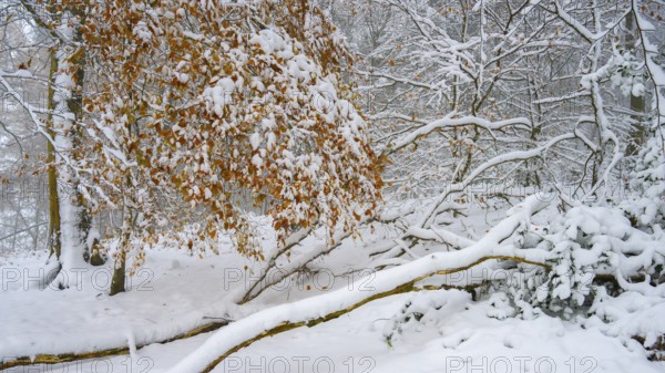 Snowy winter forest with snow-covered trees and branches, snow-covered trees with brown leaves in a wintry landscape, Teutoburg Forest, Lower Saxony, Germany