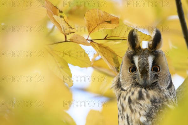 A long-eared owl (Asio otus) sits attentively on a branch amidst the yellow autumn leaves of a beech tree (Fagus sylvatica), Dümmer nature park Park, Lower Saxony, Germany