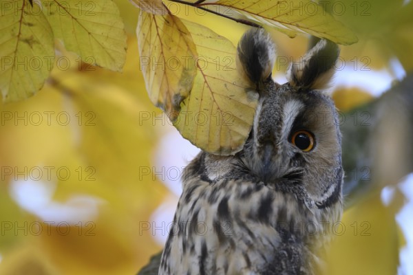 A long-eared owl (Asio otus) sits attentively on a branch with its feathered ears erect amidst the yellow autumn leaves of a beech (Fagus sylvatica), one eye covered by a humorous oak leaf, Dümmer nature park Park, Lower Saxony, Germany