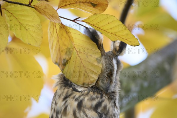 A long-eared owl (Asio otus) sitting attentively on a branch amidst the yellow autumn leaves of a beech tree (Fagus sylvatica), eye hidden by the beech leaves, Dümmer nature park Park, Lower Saxony, Germany