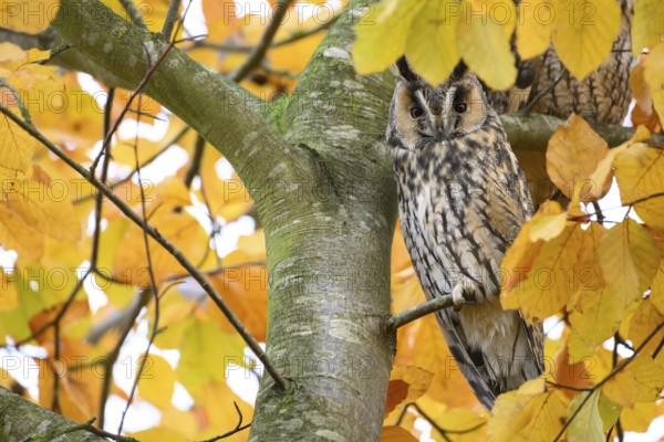 A long-eared owl (Asio otus) sits attentively on a branch with erect feather ears in the midst of yellow autumn leaves of a beech (Fagus sylvatica), in the background two other owls are indicated, Dümmer nature park Park, Lower Saxony, Germany