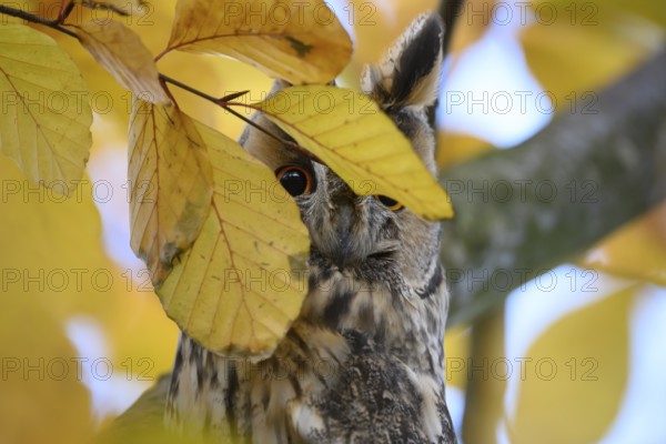 A long-eared owl (Asio otus) sits attentively on a branch amidst the yellow autumn leaves of a beech (Fagus sylvatica), humorous picture with one eye covered, Dümmer nature park Park, Lower Saxony, Germany